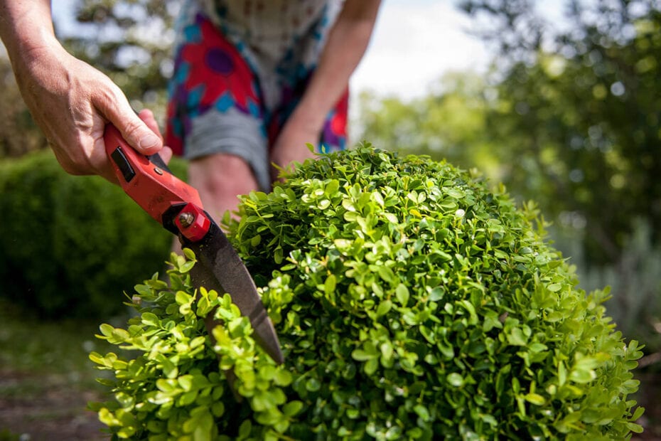 Shrub Trimming in Bethesda