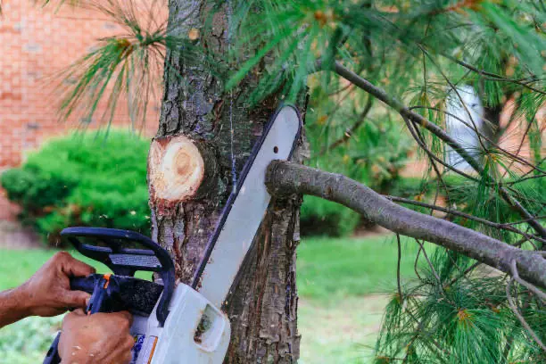 Tree trimming
