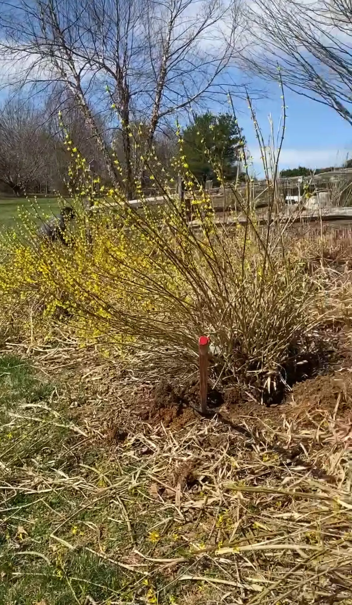 Shrub Removal
