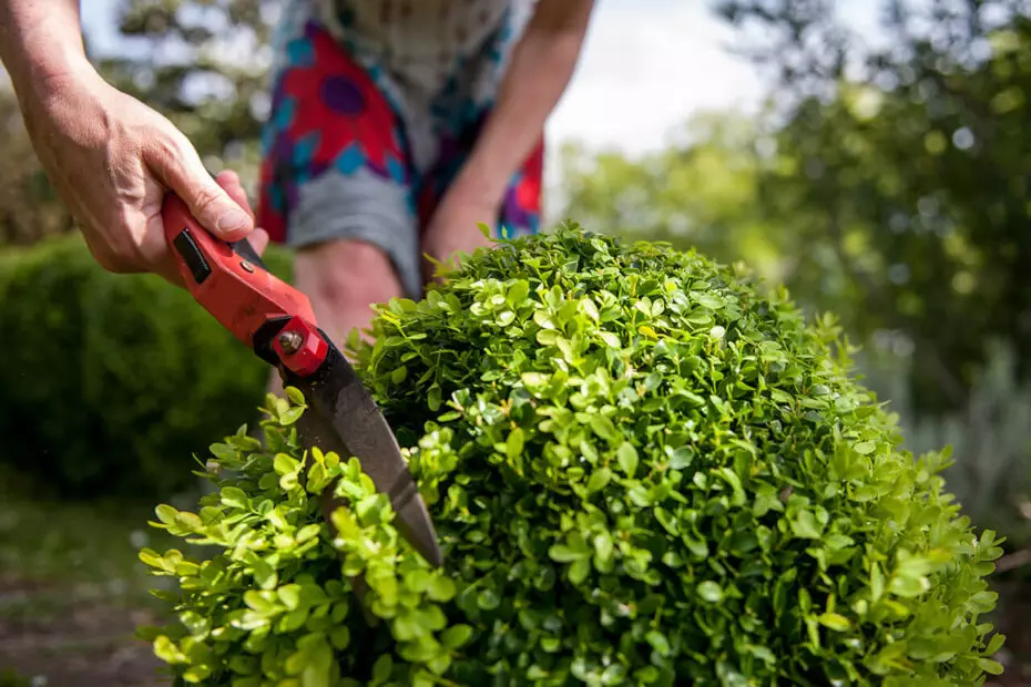 Shrub Trimming in Bethesda